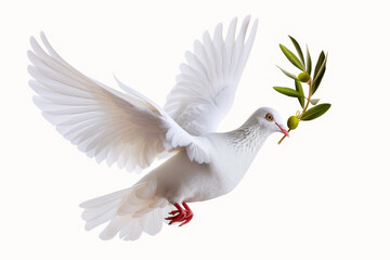 A white dove with an olive branch in its mouth. Noah's Ark concept.