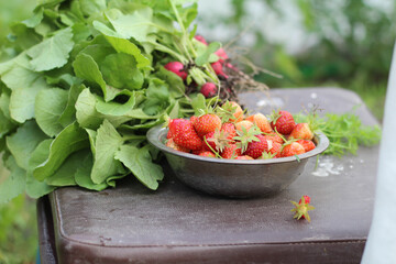 Harvest strawberries and radishes in the summer garden. The pleasure of homegrown produce, and the seasonal delights of gardening