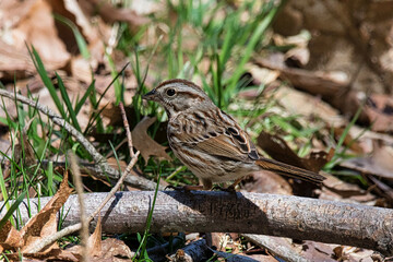 A song sparrow blending into its natural environment.