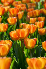 orange yellow tulip Oxford's Elite with backlight