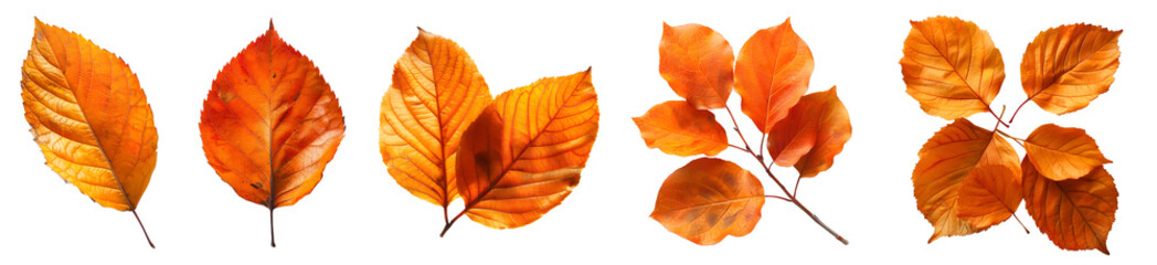 Collection set of yellow orange red autumn leaf leaves single group pile on transparent background cutout, PNG file. Many different design Mockup template for artwork