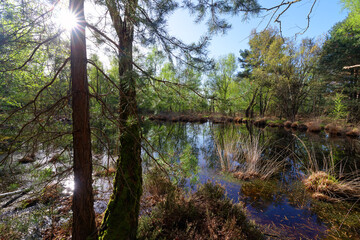 Coquibus pond in Fontainebleau forest - 781481675