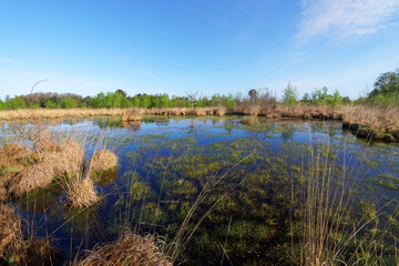Pond in the Coquibus heather land