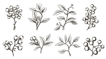 Hand-drawn Vintage Coffee Sketch Illustration of a Coffee Plant on Retro Background - Perfect for Cafe Menus and Artistic Beverage Branding