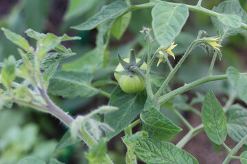 Green unripe tomato on the plant. Fresh green color and potential as it continues to ripen on the...