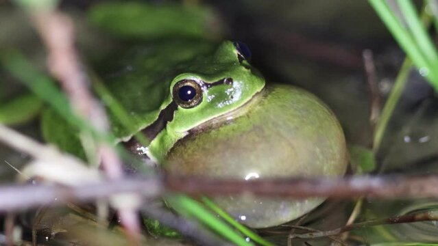 Rufender Laubfrosch (Hyla arborea) im T&uuml;mpel mit Froschkonzert
