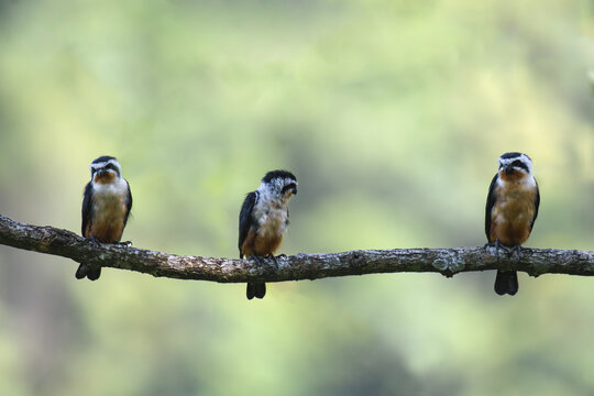 falconet