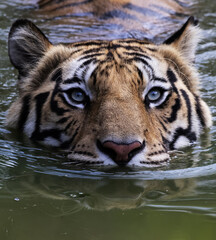 Fototapeta premium tiger in water