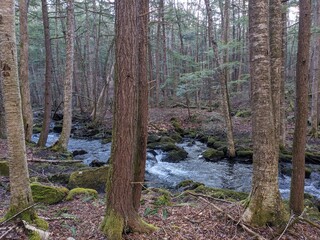 Late Winter / Early Spring in the Northeast USA