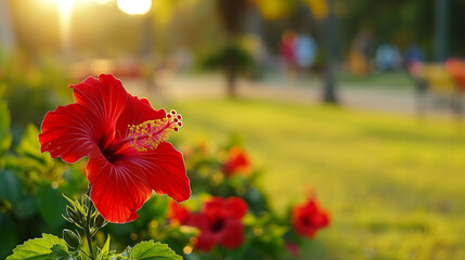 Zbliżenie na czerwony kwiat rośliny z gatunku hibiscus - obrazy, fototapety, plakaty