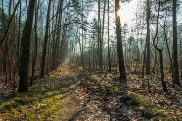 Ścieżka brzegiem lasu, świecące słońce, ładna pogoda, ciepło