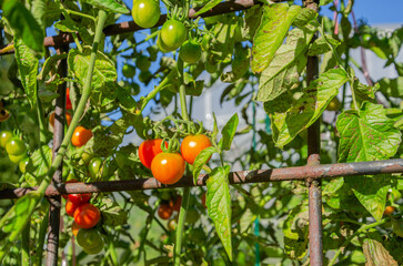 Red and green small tomatoes on a branch in the vegetable garden are ripening