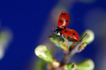 Ladybug doesn't take off. Macro