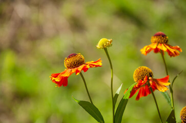 Bright Helenium flowers on a bright sunny day