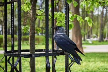 Naklejka premium Raven standing on green grass in city park