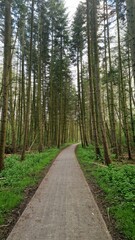 Fototapeta na wymiar Concrete pathway winding through a lush green forest with tall, slender trees and a carpet of greenery on the forest floor, evoking a sense of tranquility and natural beauty.