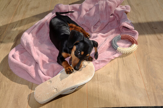 filhote de cachorro comendo chinelo