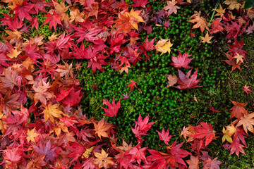 Red maple leaves on the fresh wet moss in Japan - 781495869