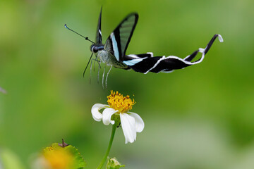 The Green Dragontail butterfly gathering pollen and flying. - 781495895