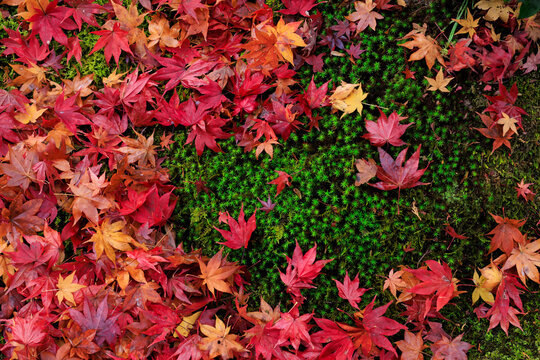 Red maple leaves on the fresh wet moss in Japan