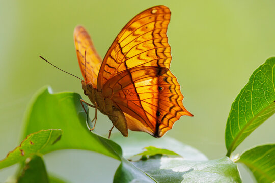 The Common Cruiser, Vindula erota, standing on a leaf, Thailand