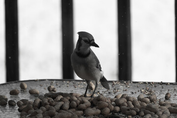 This beautiful blue jay was on this glass table for some food. Peanuts and birdseed lay all around...