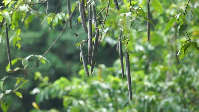 Wrightia pubescens (Mentaok, Mentaos, Bintaos) plant. This plant grows into a small tree but also flowers and fruits as a shrub