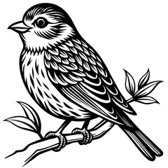  Bird vector illustration.