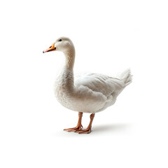 White Duck Standing on Top of White Floor. Generative AI