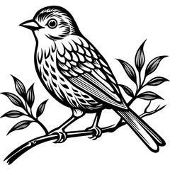  Bird vector illustration.