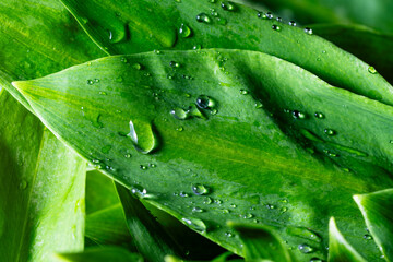 Lush green leaves of wild garlic with water drops on a background, closeup. Healthy leaves of green wild leek or ramson