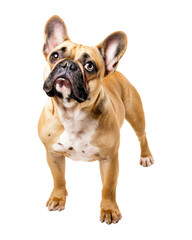 Obraz premium French bulldog standing, top view, isolated on transparent background