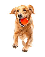 Golden retriever dog  playing with ball isolated on transparent background