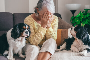 Sad senior woman sitting on sofa at home with hands on face, one of her cavalier king charles dogs...