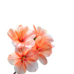 Obraz na płótnie Canvas A Bunch of Pink Flowers on a White Background. Generative AI