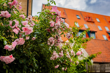 Rosa rosenbuske i Jakriborg