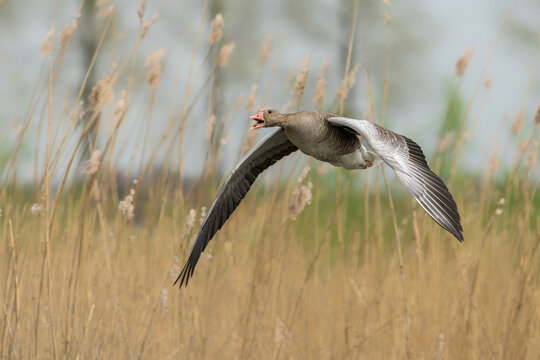 Greylag Goose (Anser anser)  in flight. Gelderland in the Netherlands. 
