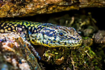 lizard on a rock