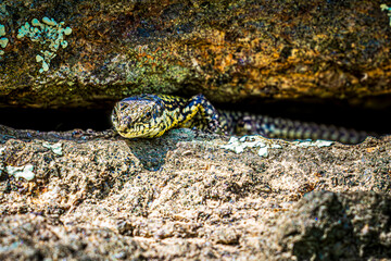 lizard on a rock
