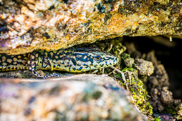 lizard on a rock
