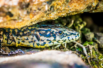 lizard on a rock