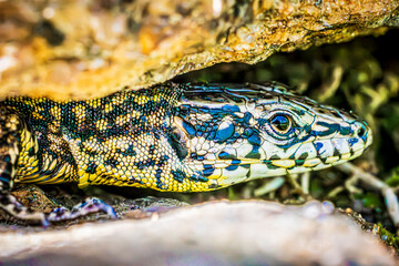 lizard on a rock