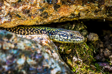 lizard on a rock