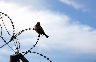 Bird on the wire , barbed wire, with beautiful blue sky on the background. represent freedom