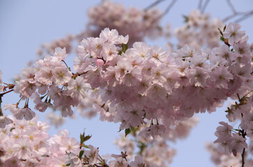 Branch of light pink cherry tree (sakura) in full bloom close-up illuminated by sunlight against a blurred background 
