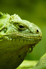 close up einer grünen Echse im Profil
