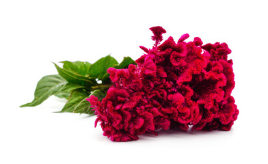 Amaranth with red flowers. - 781510868