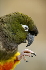 lustiger grüner Papagei im Profil