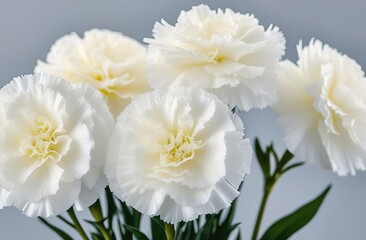 Mother's Day. Holiday. A postcard for parents. White carnations. 9th May. Victory Day. soft focus.