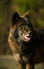 Schwarzer Wolf mit bernsteinfarbenen Augen, Canis lupus